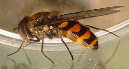 Réf. 356 430 : Parasyrphus punctulatus